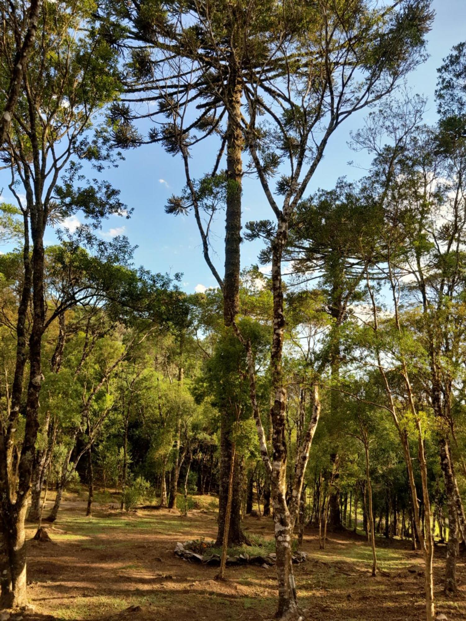 Cabanas Dos Pinheiros São Francisco de Paula Стая снимка