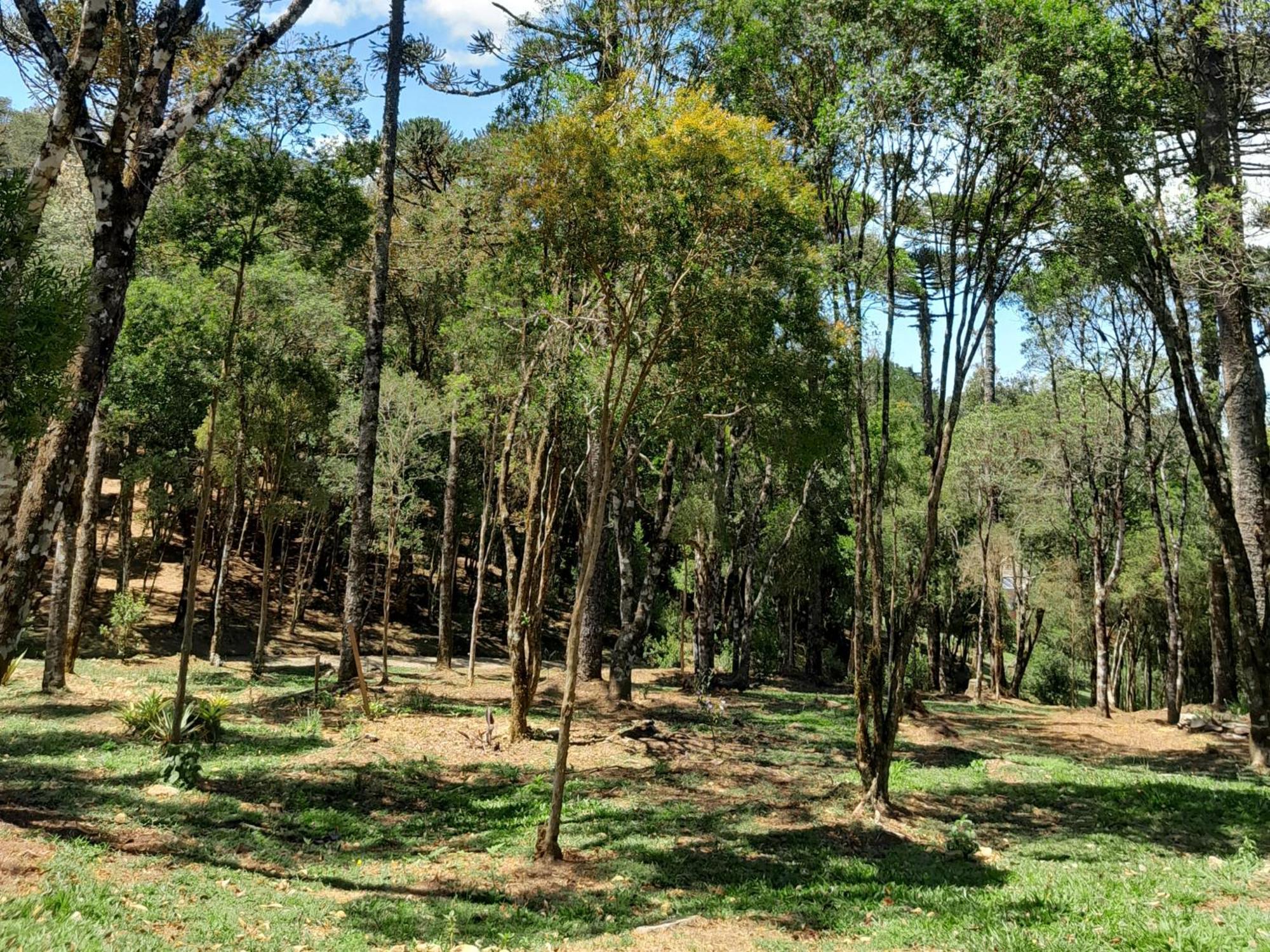 Cabanas Dos Pinheiros São Francisco de Paula Стая снимка