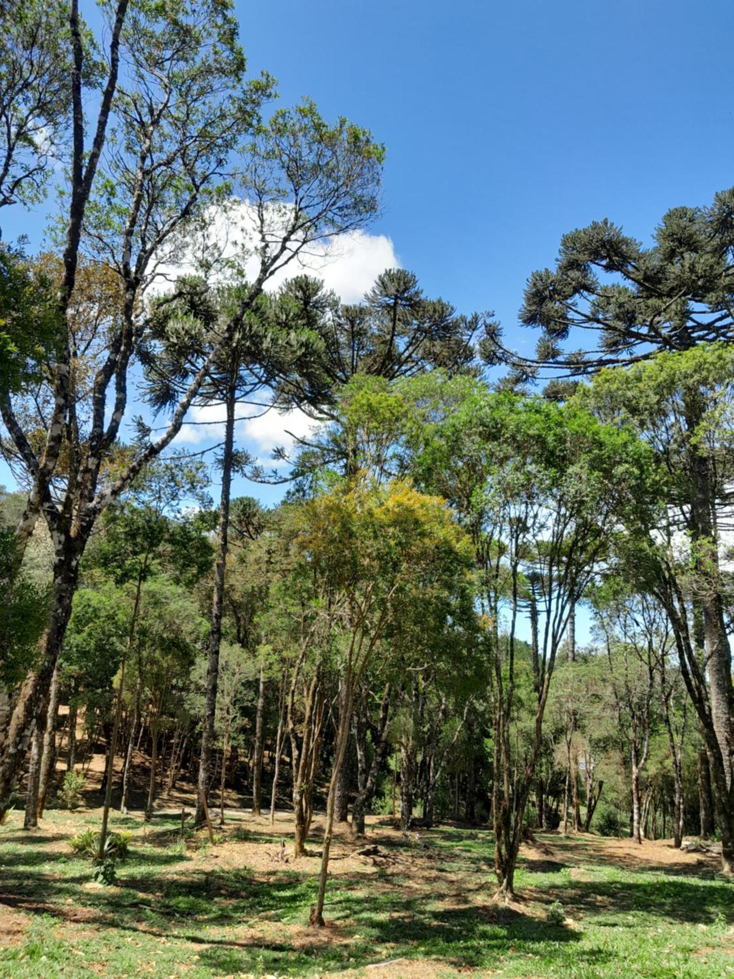 Cabanas Dos Pinheiros São Francisco de Paula Стая снимка